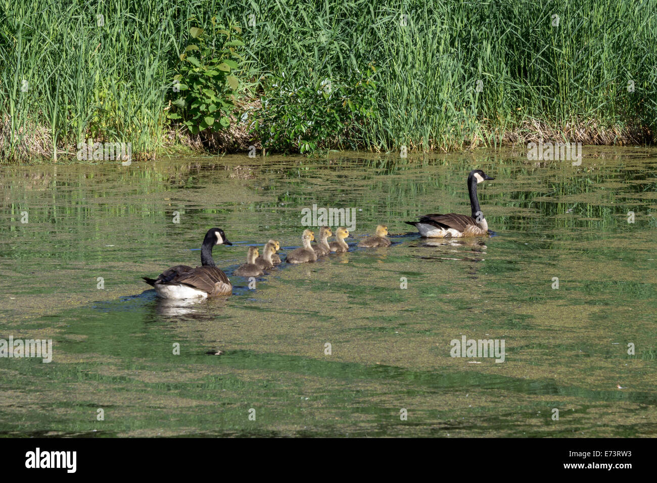 Pair of Canada geese escorting seven goslings around a duckweed pond, near Sandstone, Minnesota, USA Stock Photo