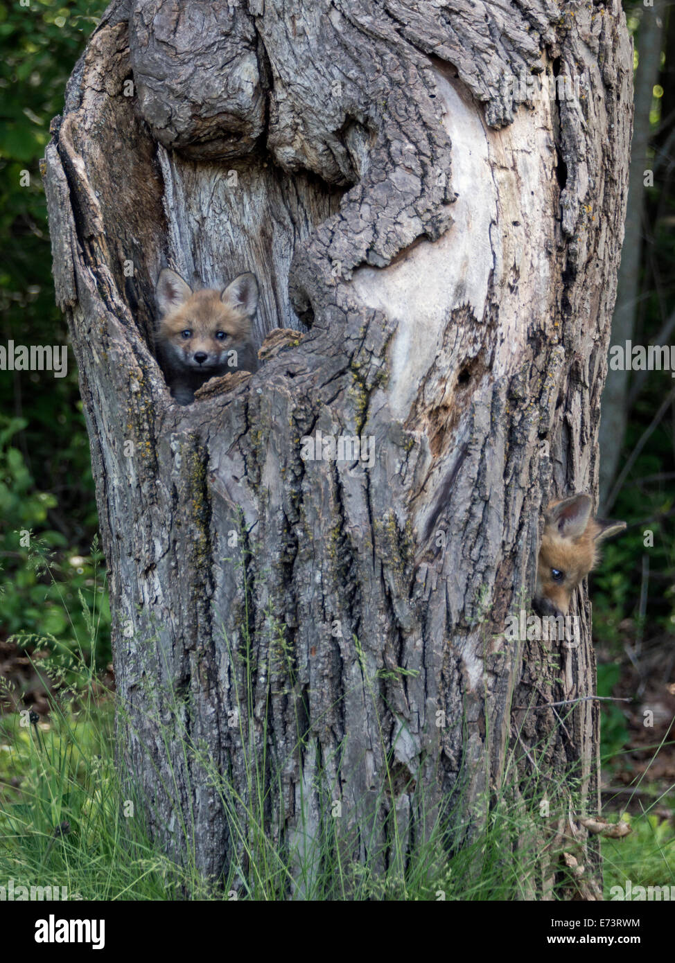 Pair of fox kits playing in a dead tree, near Sandstone, Minnesota, USA Stock Photo
