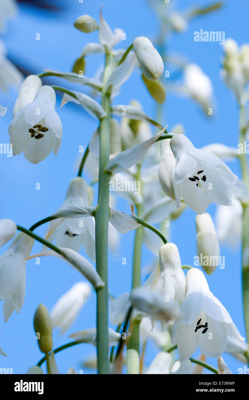 Summer hyacinth, Galtonia candicans, Pendulous white flowers growing on a plant outdoors against a blue sky. Stock Photo