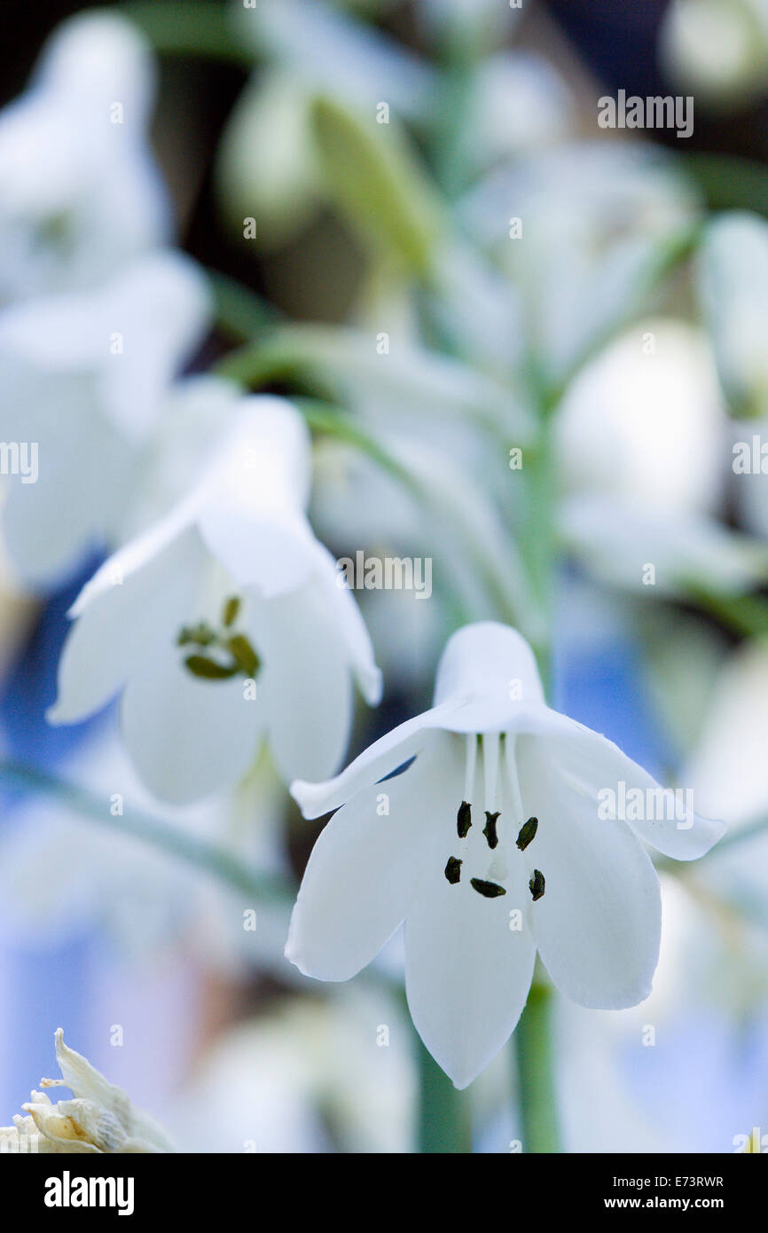 Summer hyacinth, Galtonia candicans, Pendulous white flowers growing on a plant outdoors. Stock Photo