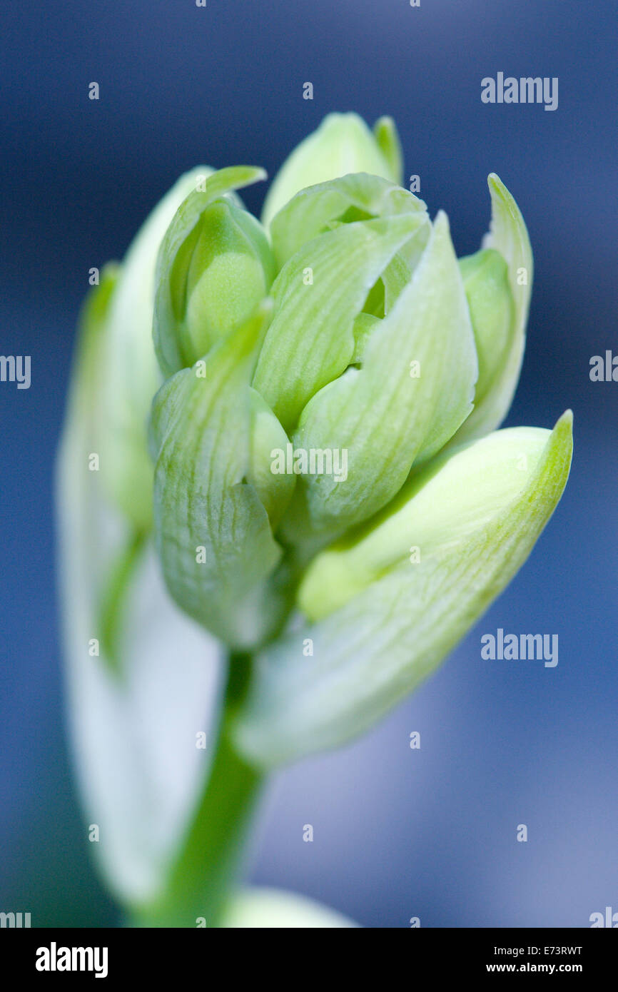 Summer hyacinth, Galtonia candicans, emerging white flowers on a single stem. Stock Photo
