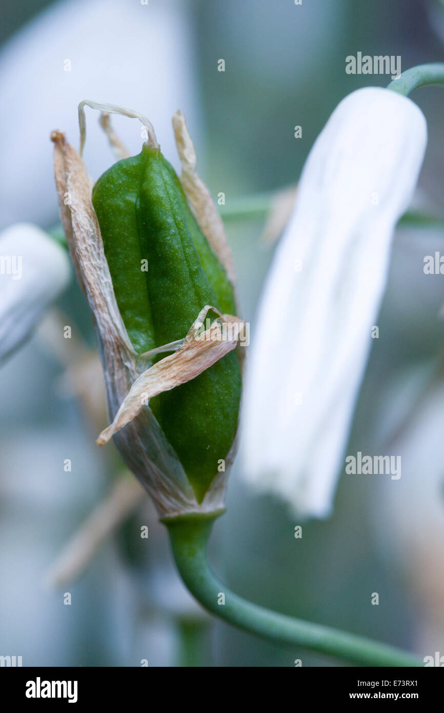 Summer hyacinth, Galtonia candicans, green seed pod on a plant. Stock Photo