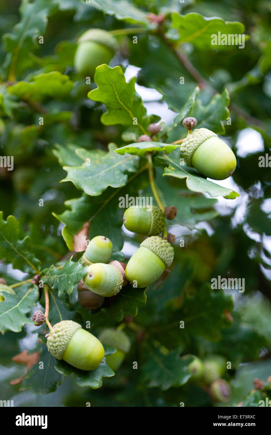Oak, Quercus robur, Acorns growing on the branches of tree in late summer Stock Photo Alamy