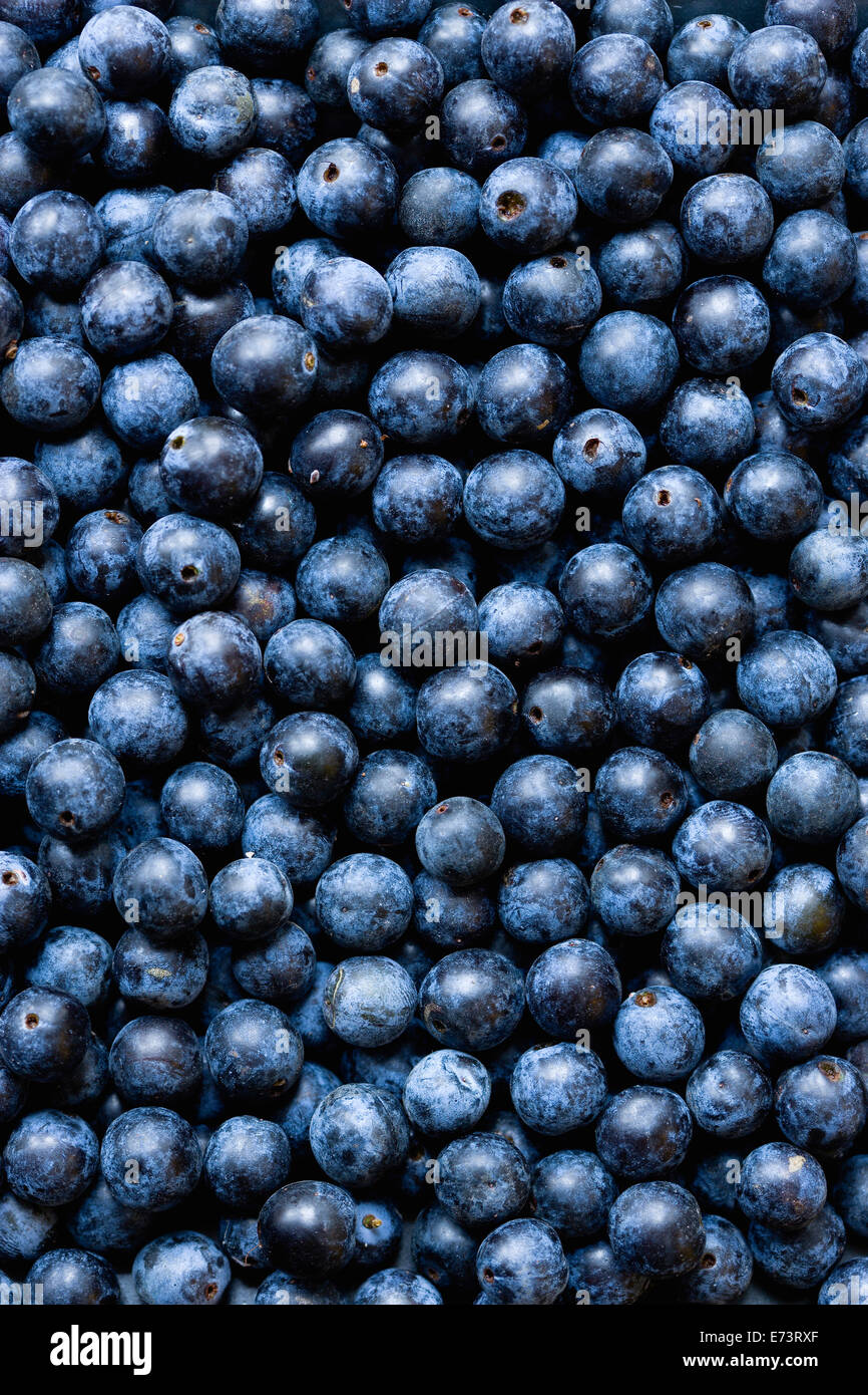 Slowberry Blackthorn, Prunus spinosa, Abundant harvest of purple sloe berries in ...