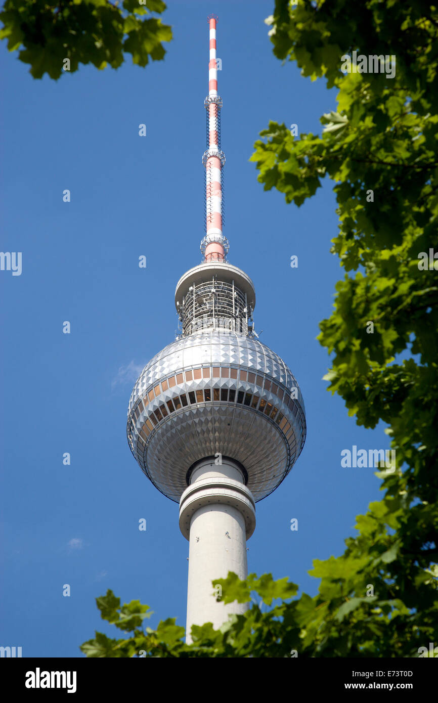 Germany, Berlin, Mitte, The Fernsehturm TV Tower near Alexanderplatz seen through trees against a blue sky. Stock Photo