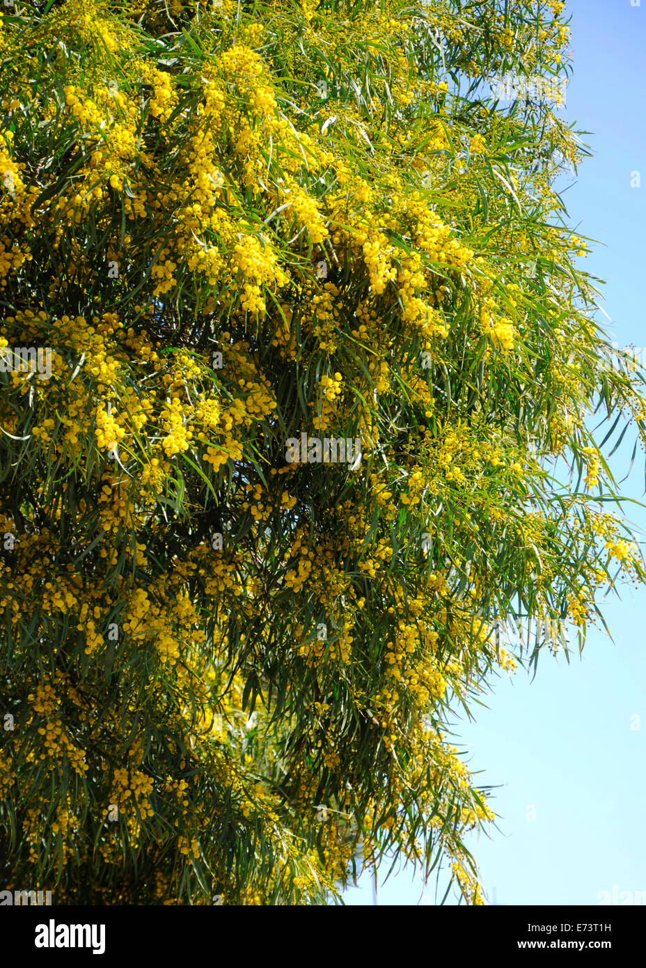 Beautiful Australian Wattle Acacia Tree In Full Winter Bloom Against A Blue Sky Stock Photo Alamy