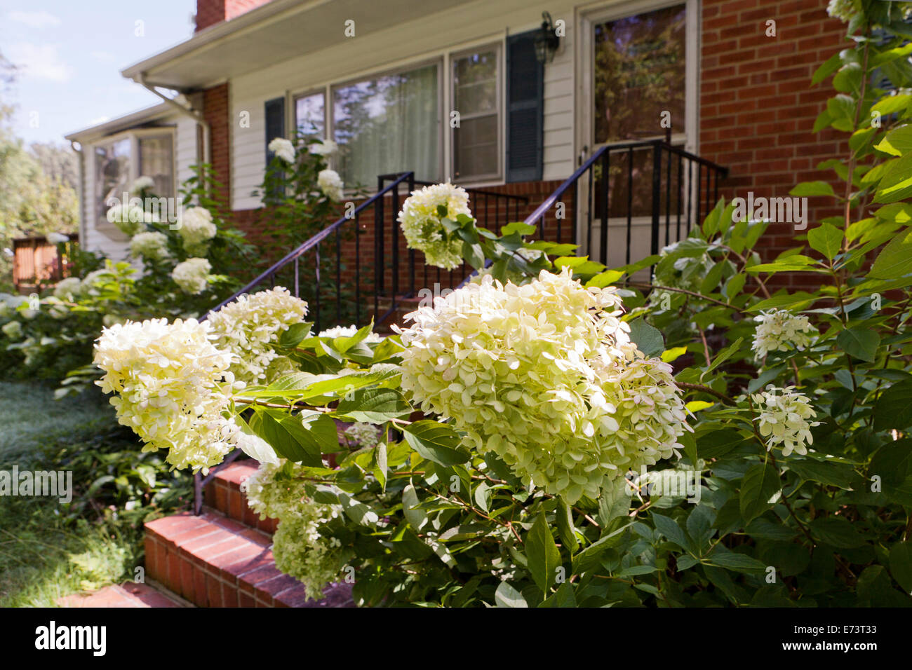 PeeGee "Grandiflora" hydrangea in full bloom (Paniculata) Virginia USA Stock Photo Alamy