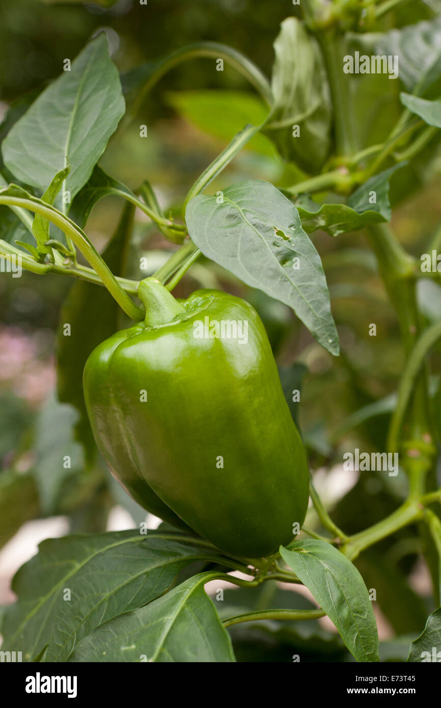 Bell pepper plant hi-res stock photography and images - Alamy