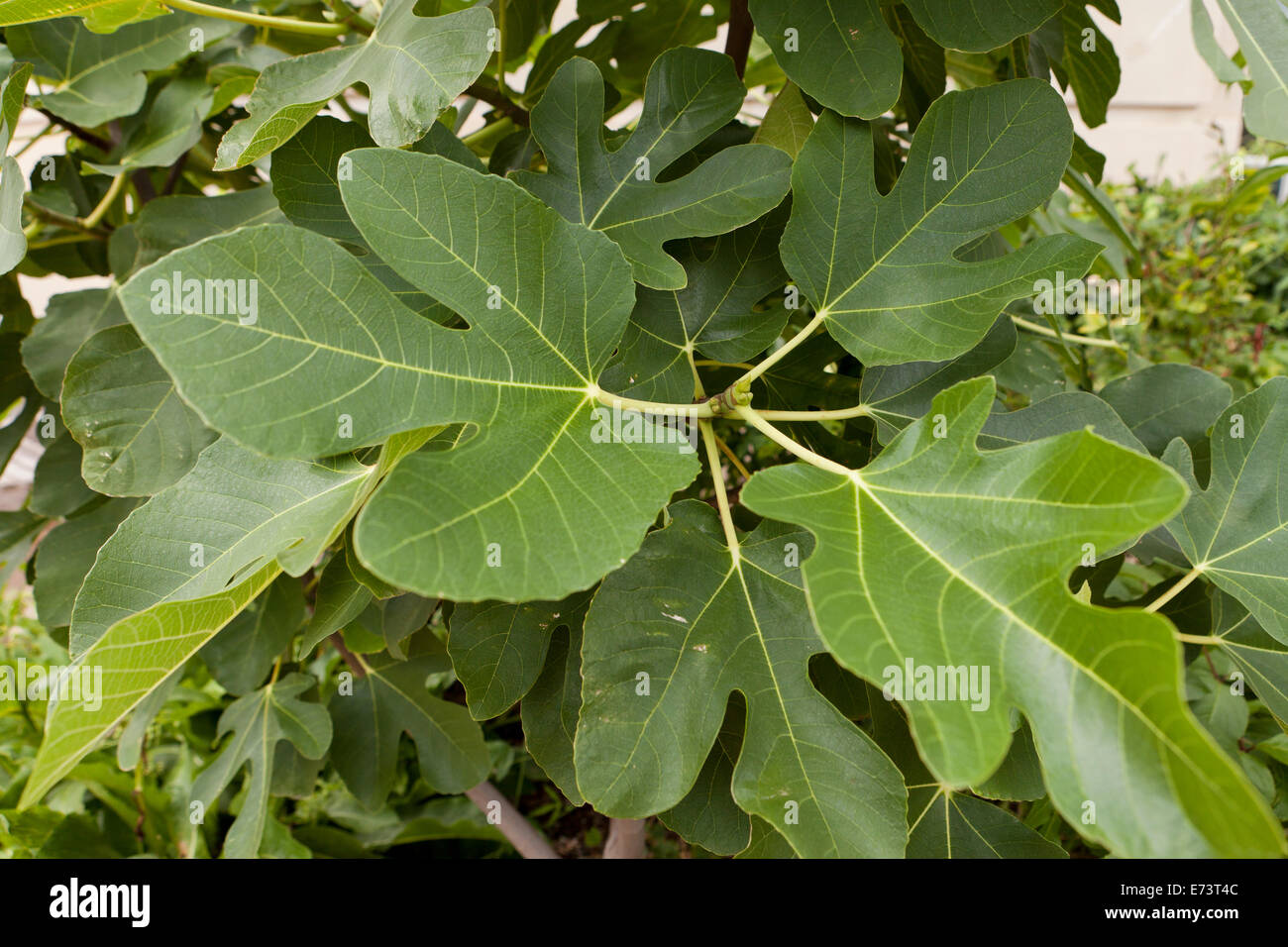 Common Fig Leaves On Tree Ficus Carica Virginia Usa Stock Photo Alamy Common Fig Leaves On Tree Ficus Carica Virginia Usa Stock Photo Alamy