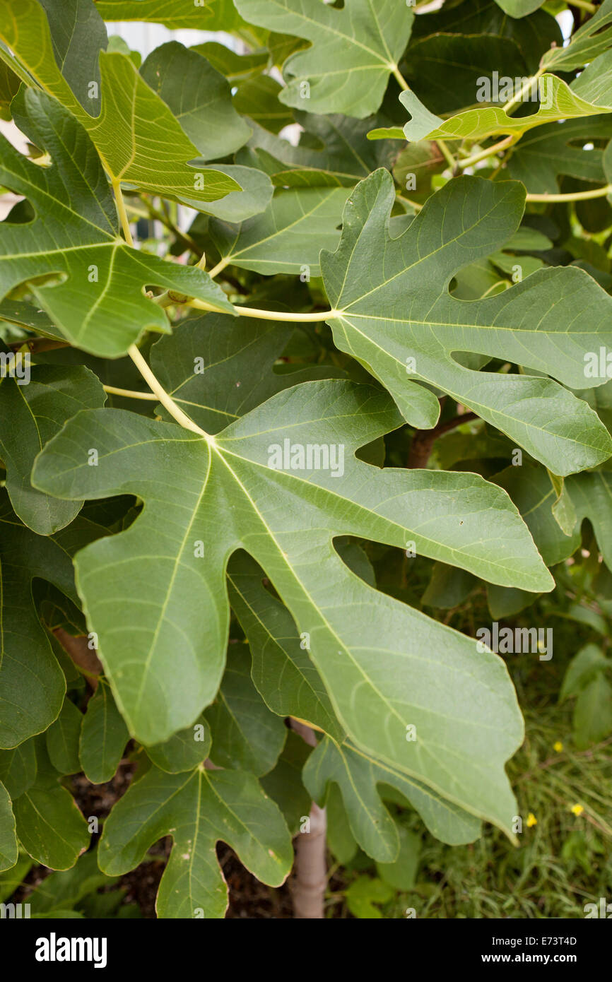 Fig tree leaves hi-res stock photography and images - Alamy