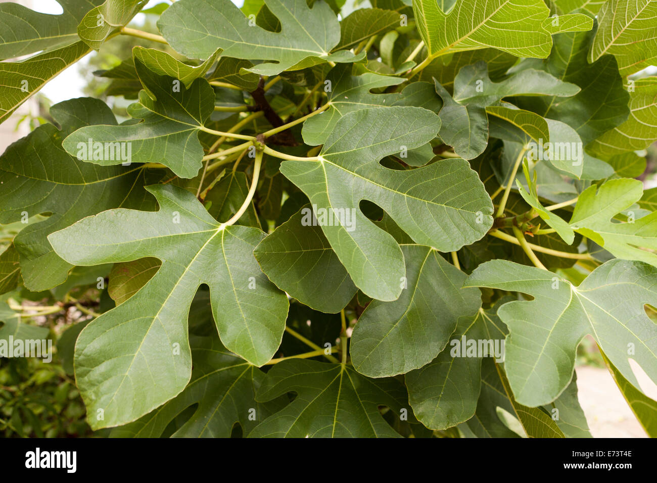 Common Fig Leaves On Tree Ficus Carica Virginia Usa Stock Photo Alamy Common Fig Leaves On Tree Ficus Carica Virginia Usa Stock Photo Alamy