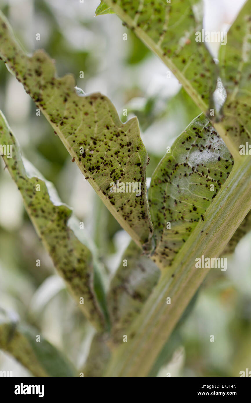 Black bean aphids (Aphis fabae) under vegetable leaf - USA Stock Photo