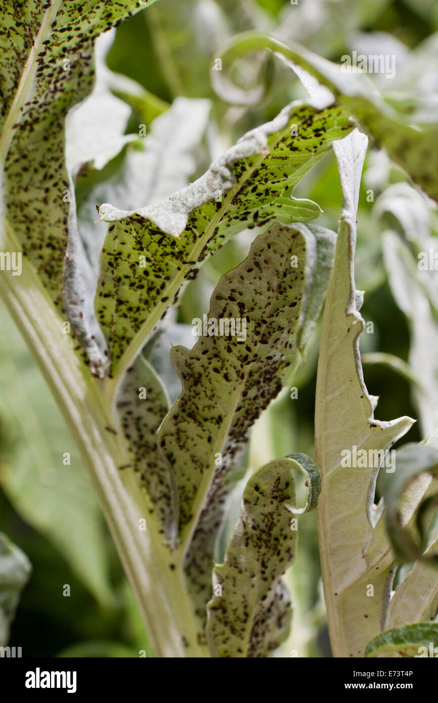 Black bean aphids (Aphis fabae) under vegetable leaf - USA Stock Photo