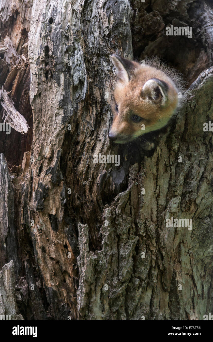Curious fox kit in a dead tree, near Sandstone, Minnesota, USA Stock Photo
