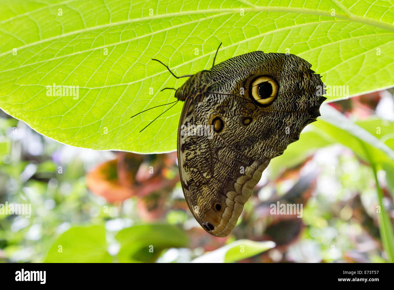 Butterfly eye camouflage hires stock photography and images Alamy