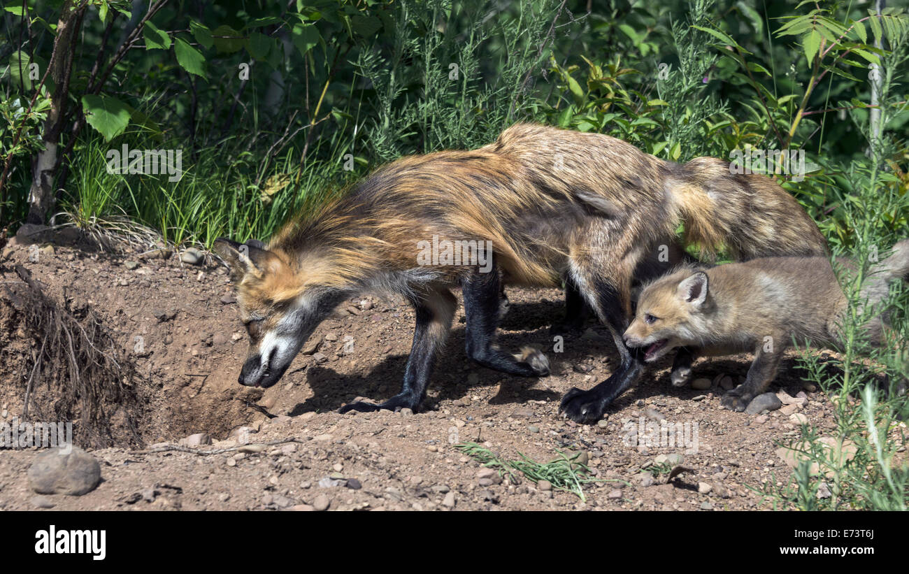 Female red fox and kit at den, near Sandstone, Minnesota, USA Stock Photo