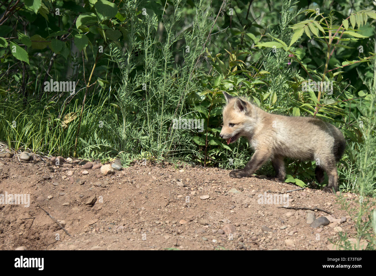 Red fox kit near a den, near Sandstone, Minnesota, USA Stock Photo