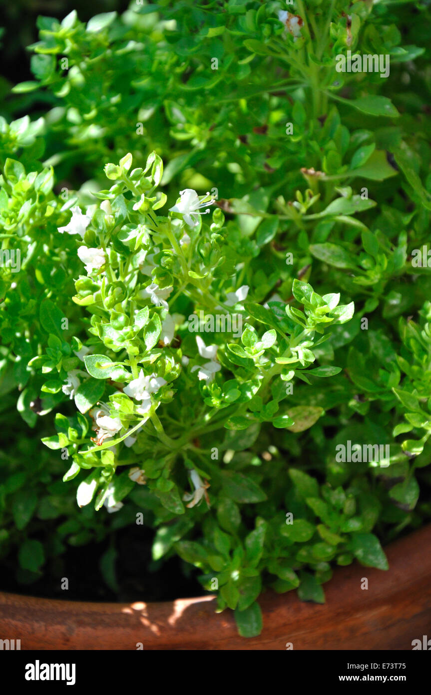 Spicy Globe Basil Ocium Basilicum Minimum Stock Photo Alamy