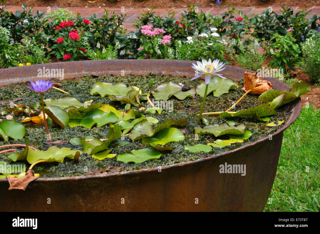 Water lilies pond in pot hires stock photography and images Alamy
