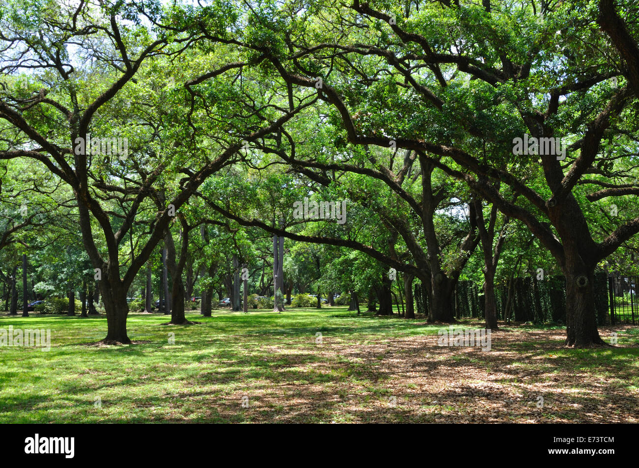 Live oak tree. Stock Photo