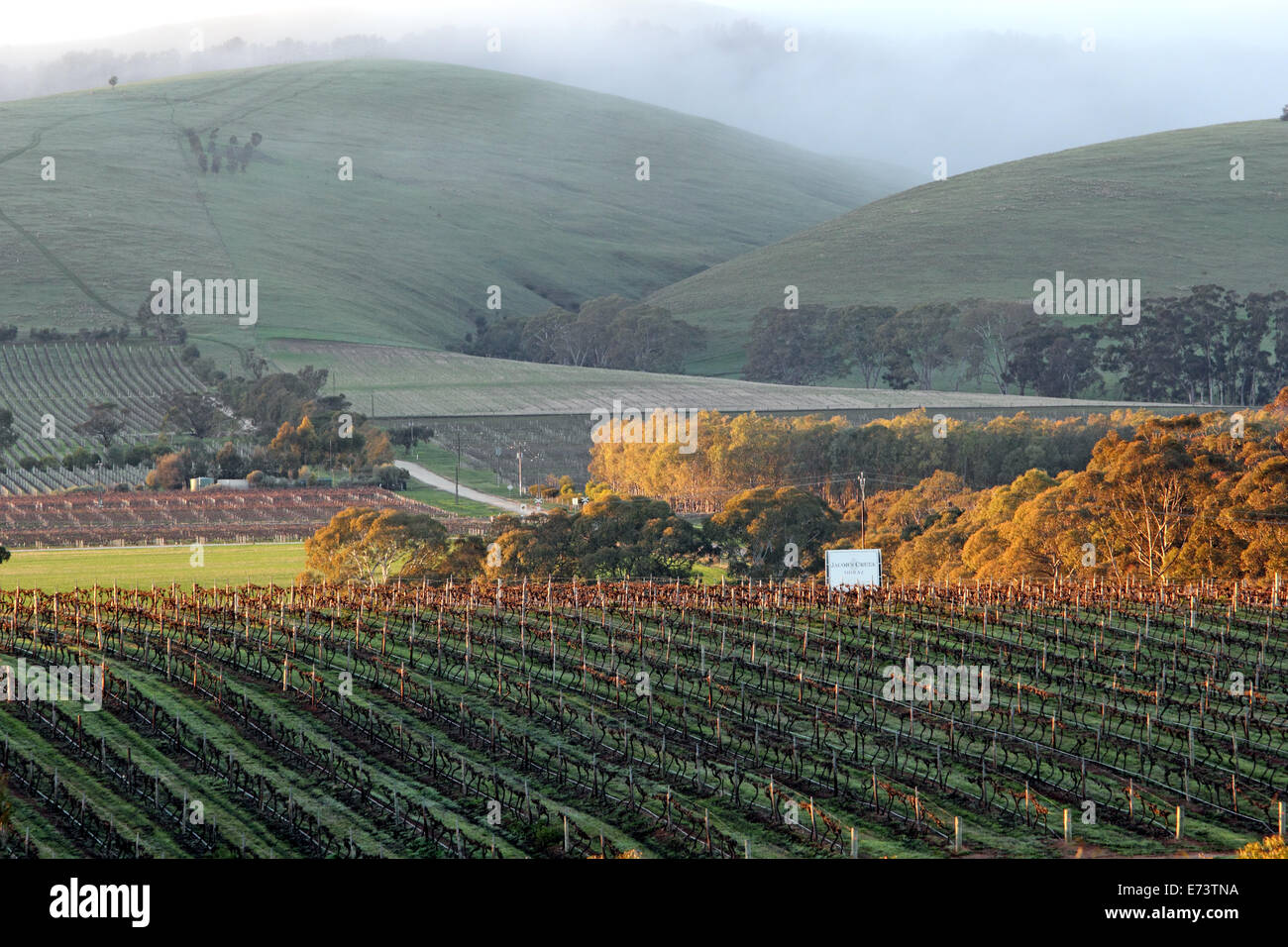 Rows of vineyards in the shadow of rolling hills in the Barossa Valley in Australia Stock Photo