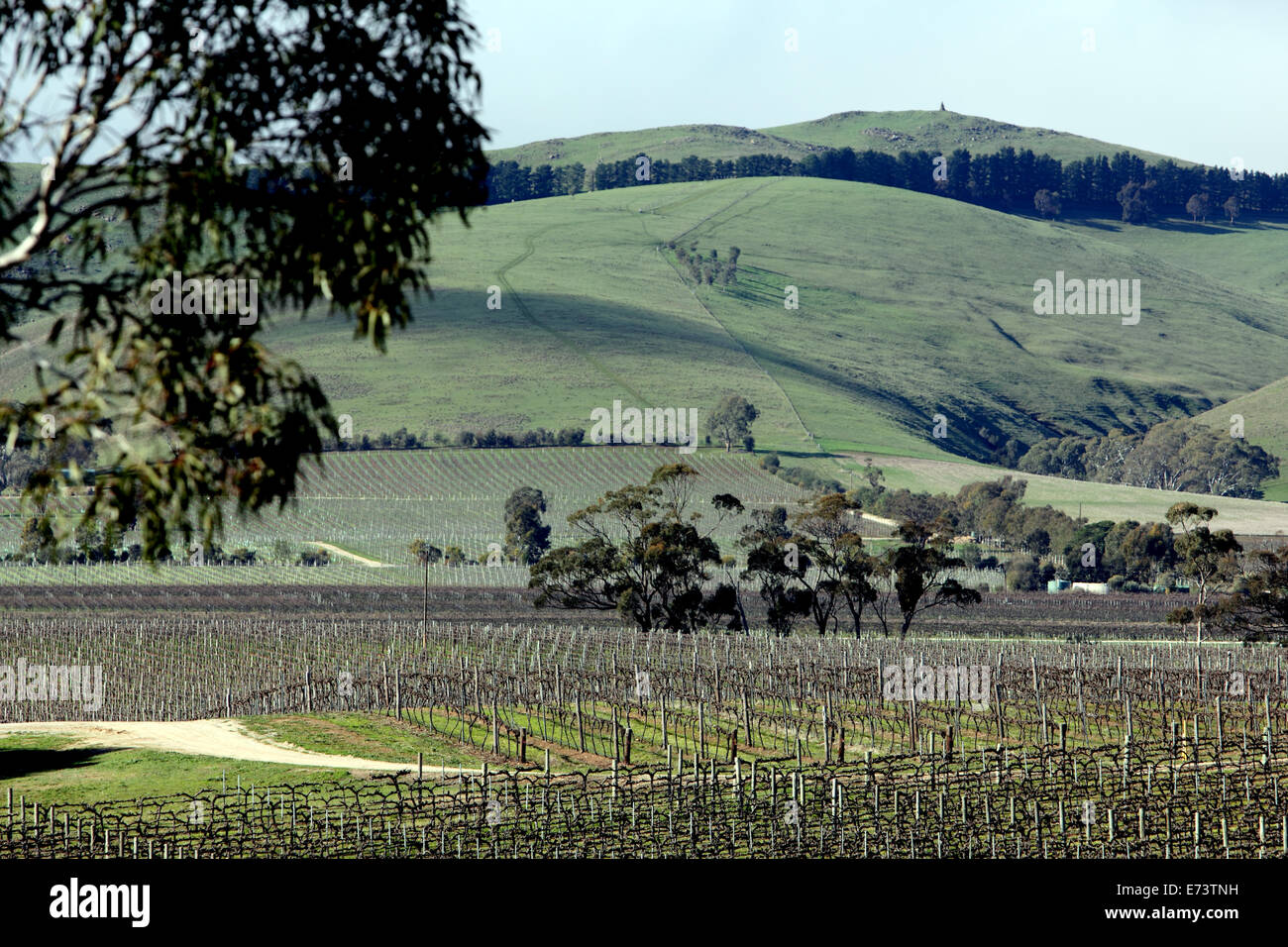 Rows of vineyards beneath rolling hills in the Barossa Valley in Australia Stock Photo