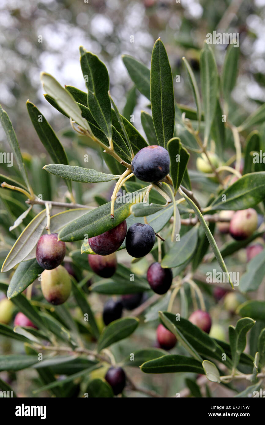 Olives ripening on tree in the Barossa Valley in Australia Stock Photo