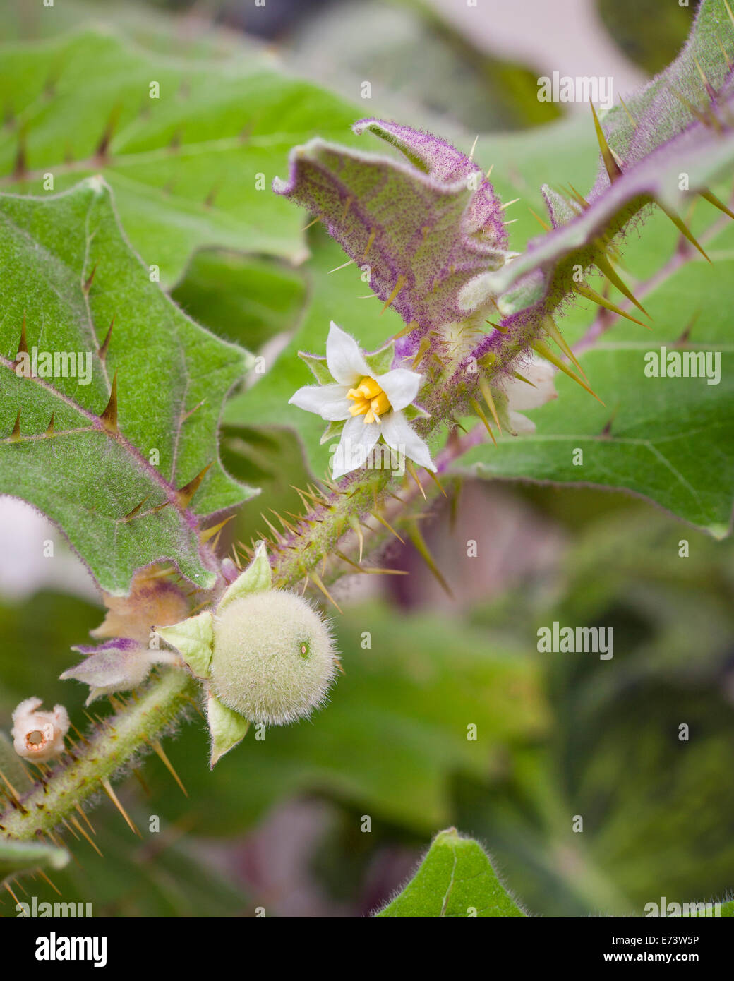 Naranjilla (little orange) plant (Solanum quitoense) Stock Photo