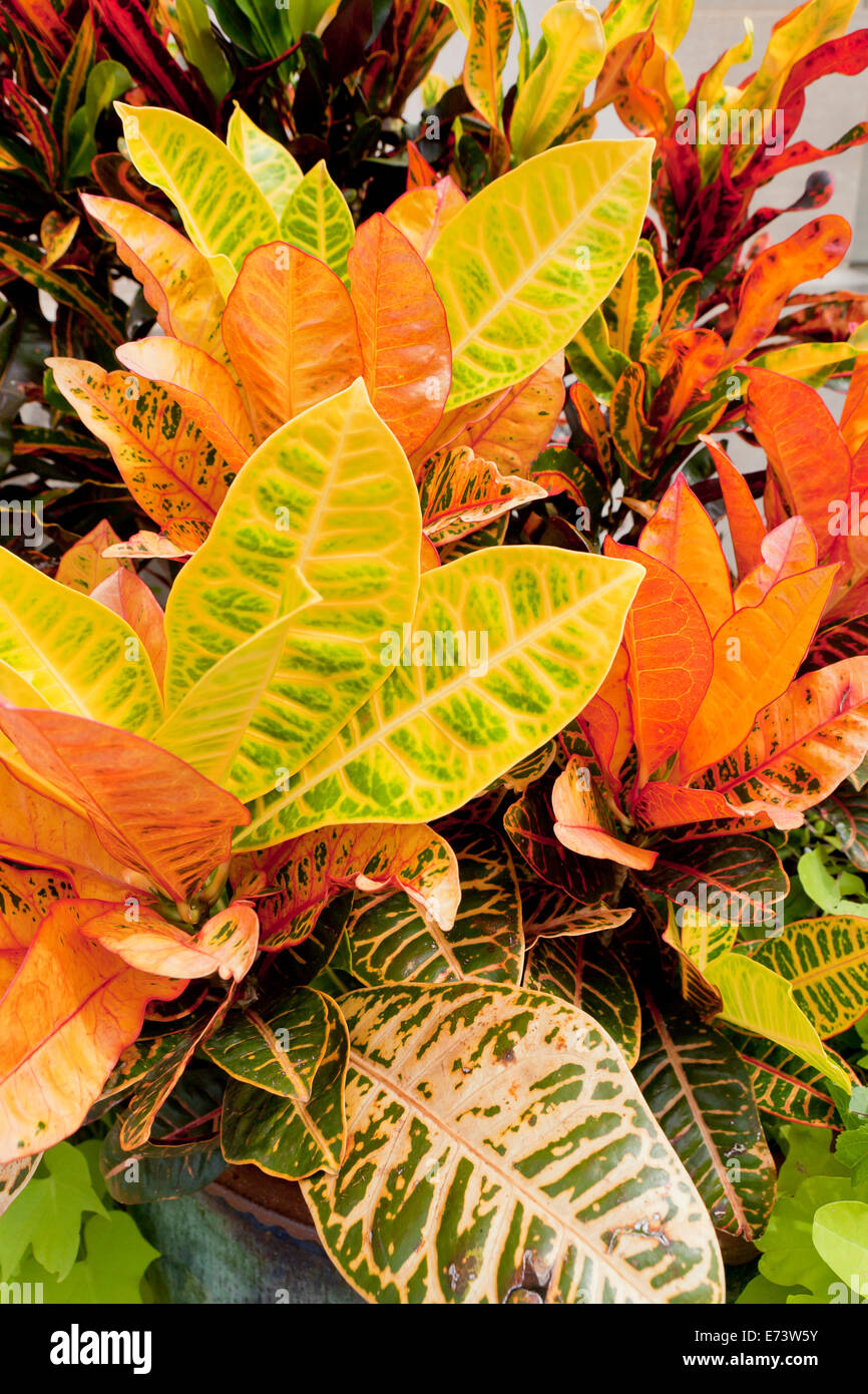 Varigated Croton plant with bright yellow leaves - USA Stock Photo
