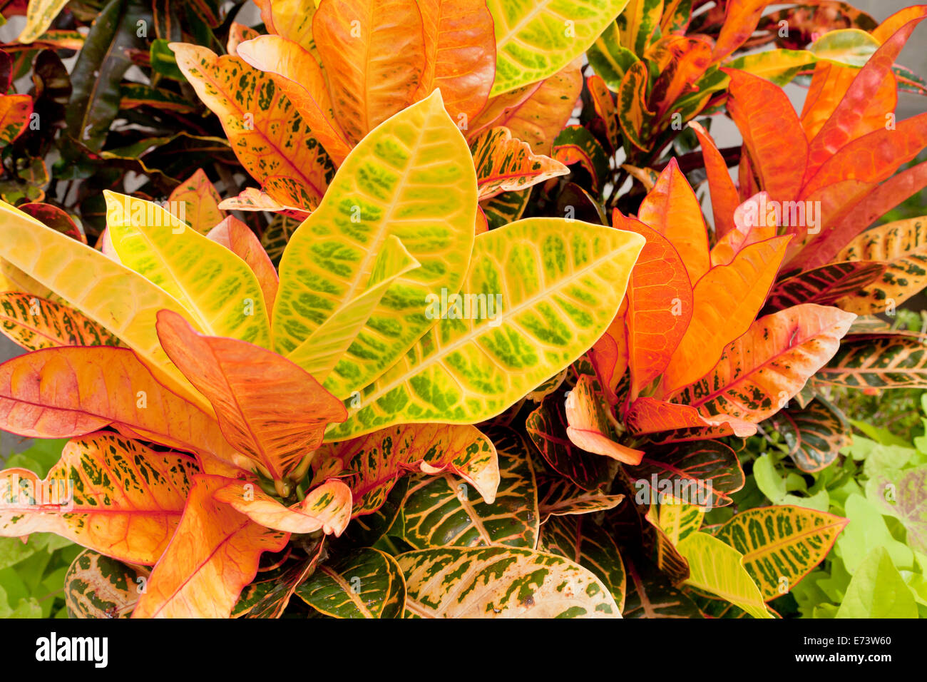 Varigated Croton plant with bright yellow leaves - USA Stock Photo