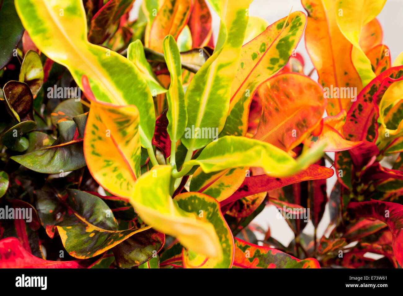 Varigated Croton plant with bright yellow leaves - USA Stock Photo