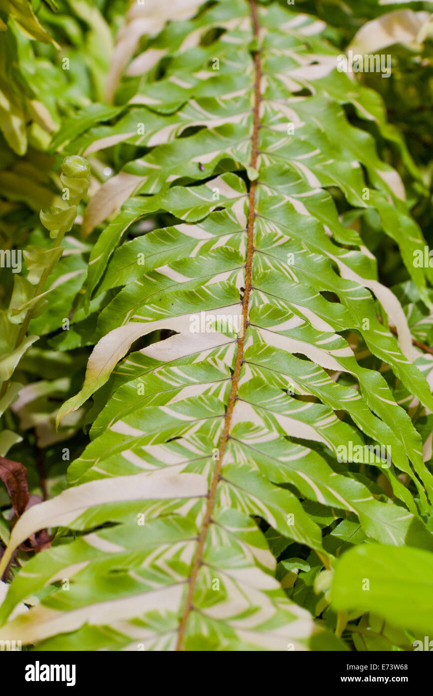 bingenheimer saatgut haltbarkeit Bingenheimer Saatgut – verschied. Sorten main image 1