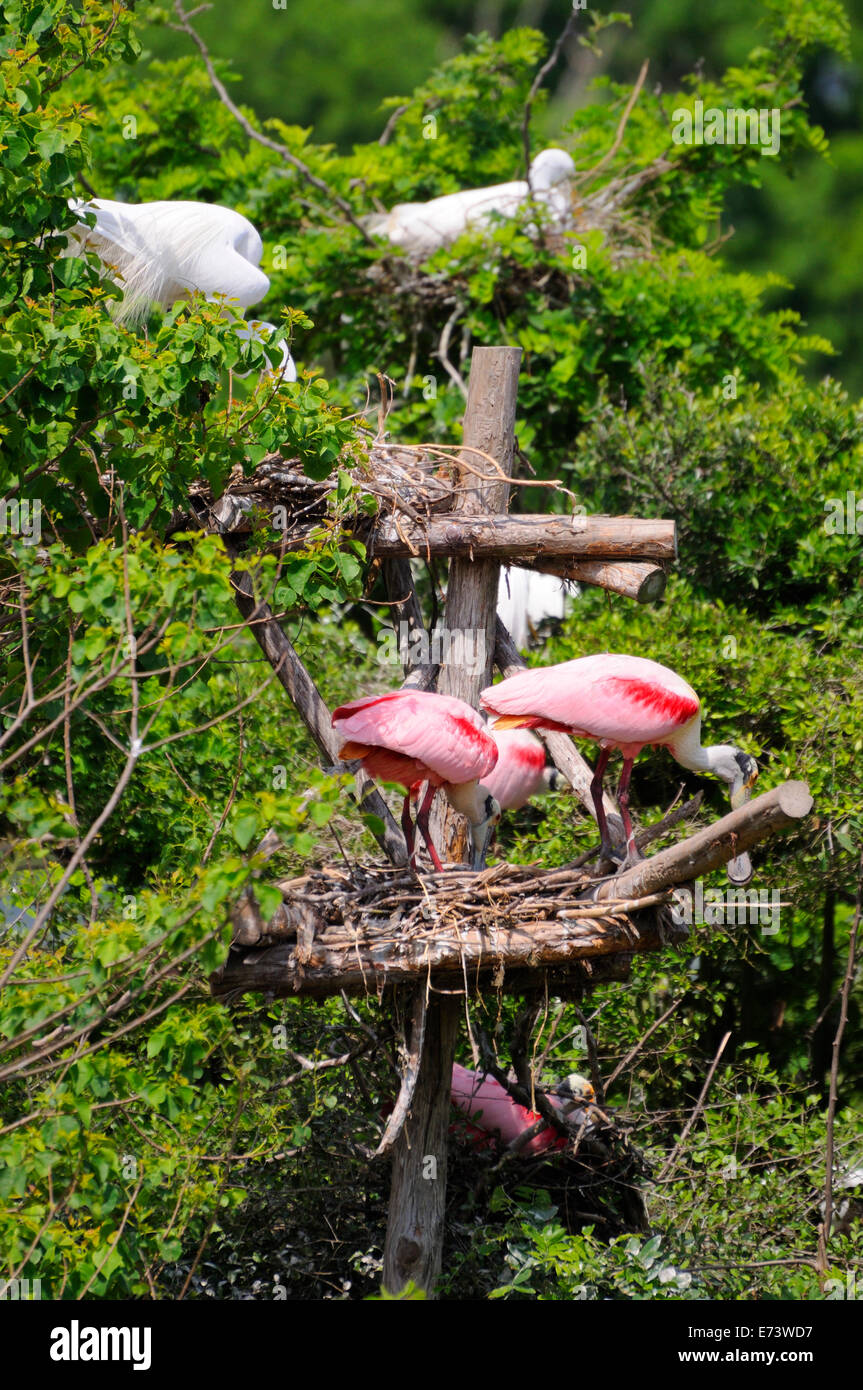 Smith Oaks Bird Sanctuary on High Island, near Galveston, Texas, USA Stock Photo