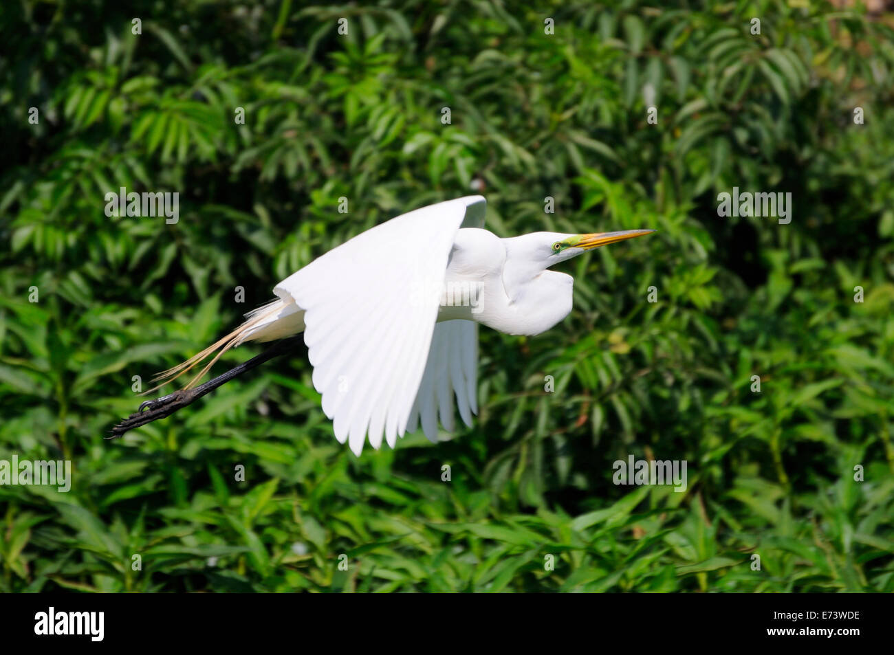 Flying egret at Smith Oaks Bird Sanctuary on High Island, near Galveston, Texas, USA Stock Photo