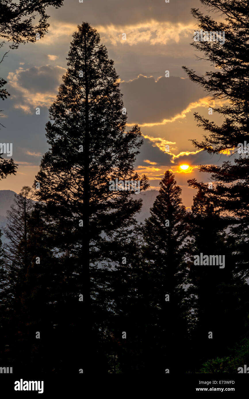 Pine tree silhouette with sun and clouds Stock Photo - Alamy