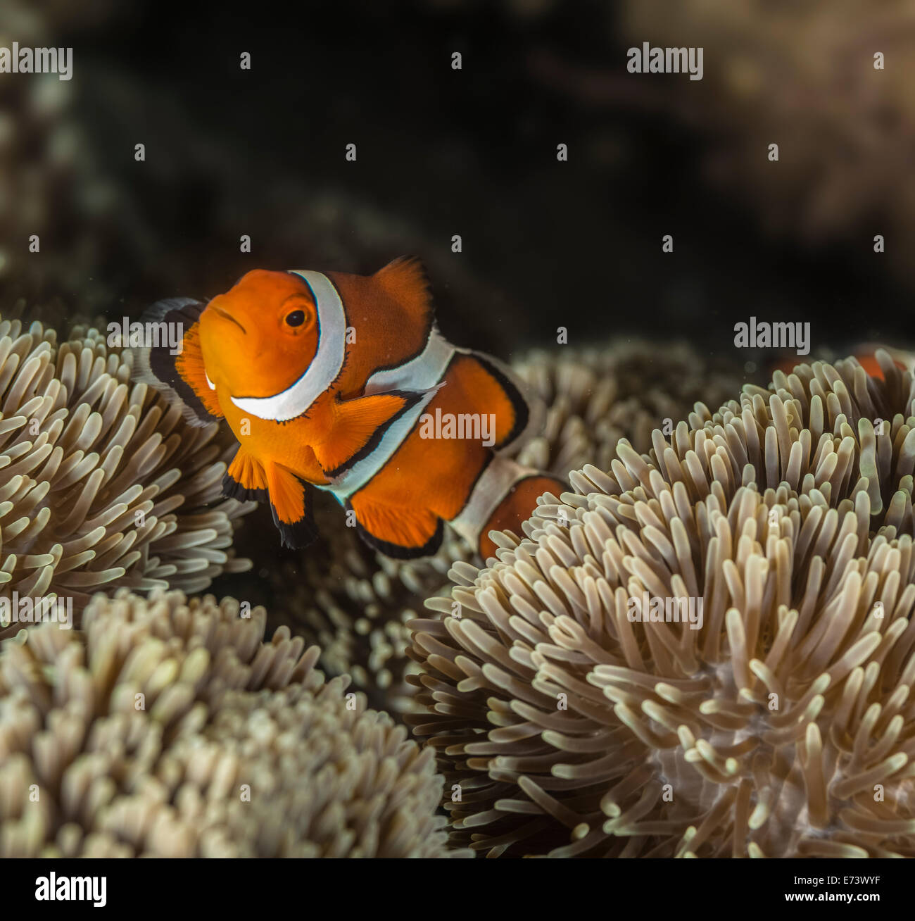 Clownfish hiding in and around an sea anemone Stock Photo Alamy