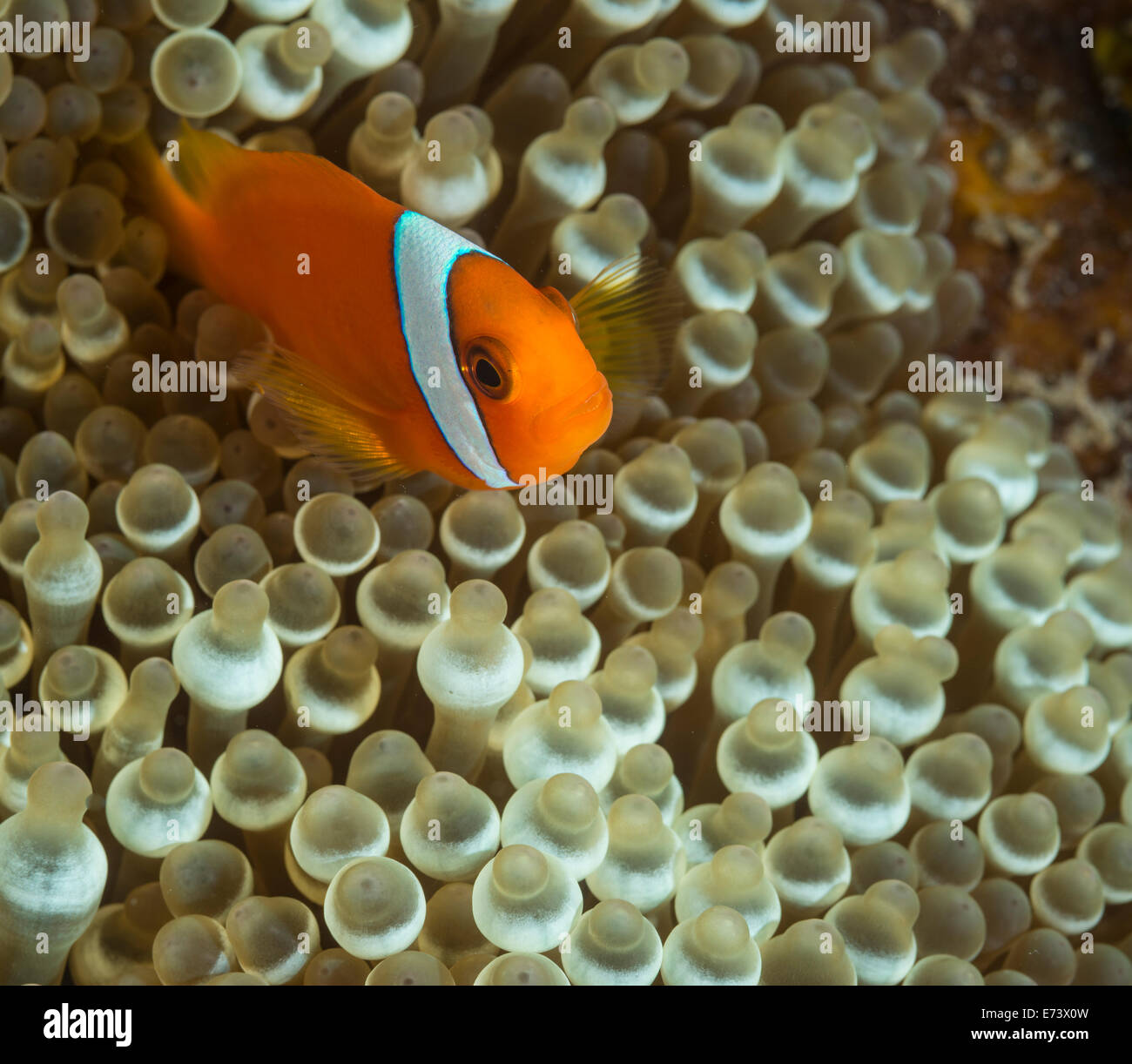 Clownfish hiding in and around an sea anemone Stock Photo Alamy