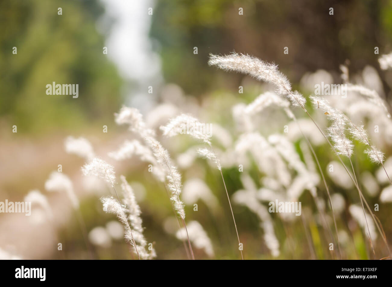 Flower plant weed in the nature or in the garden Stock Photo - Alamy