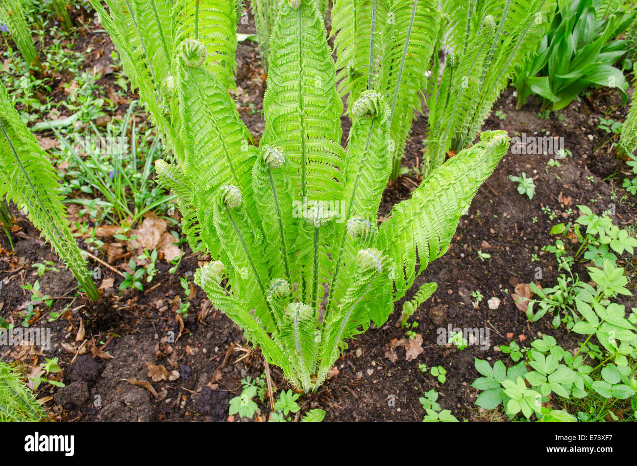 young bright twisted green ferns in the garden Stock Photo