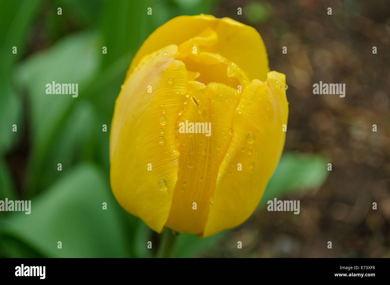 close up of yellow dewy tulip blossom Stock Photo