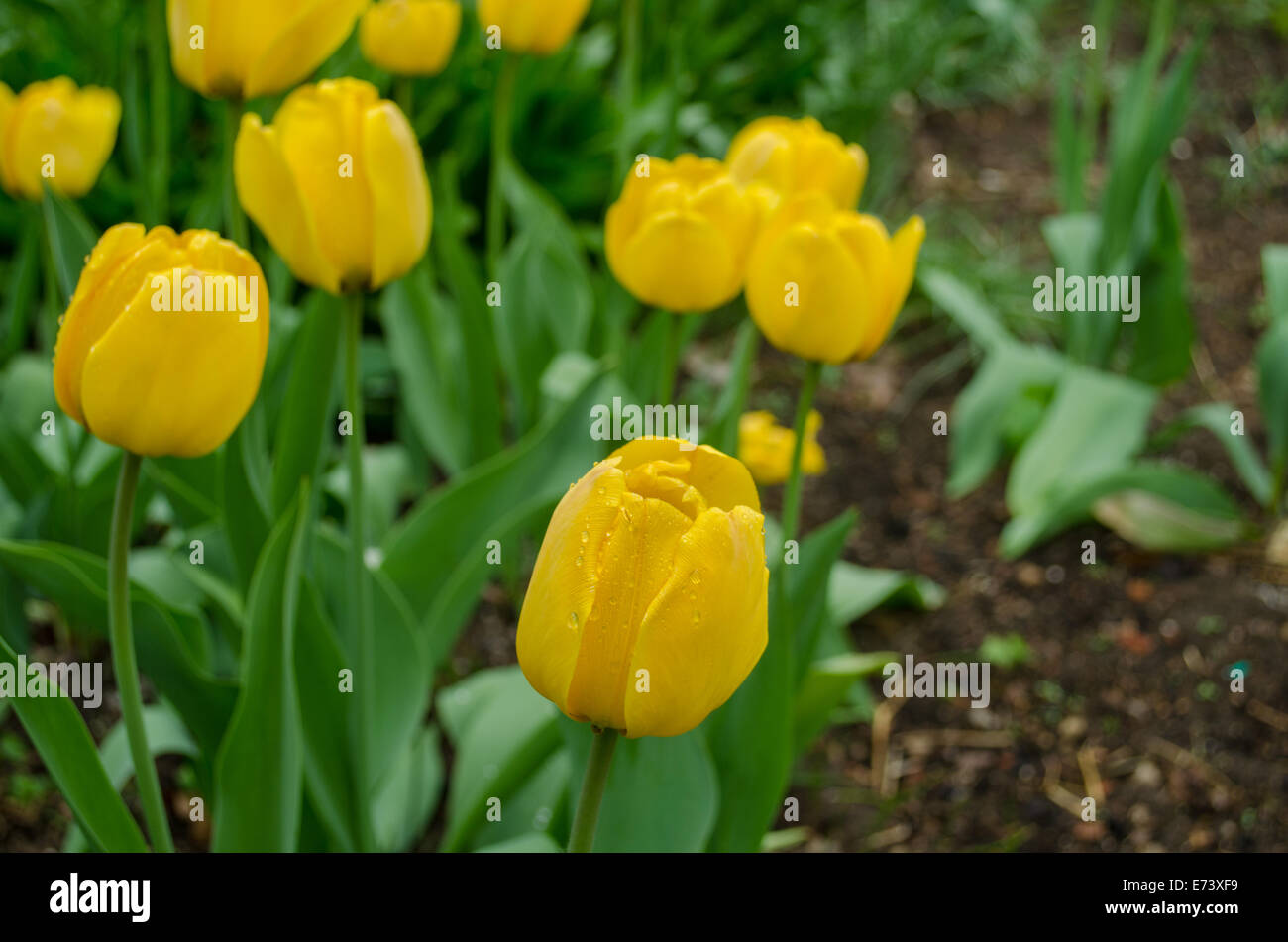 yellow tulip flower with green leaves grow in the garden Stock Photo ...