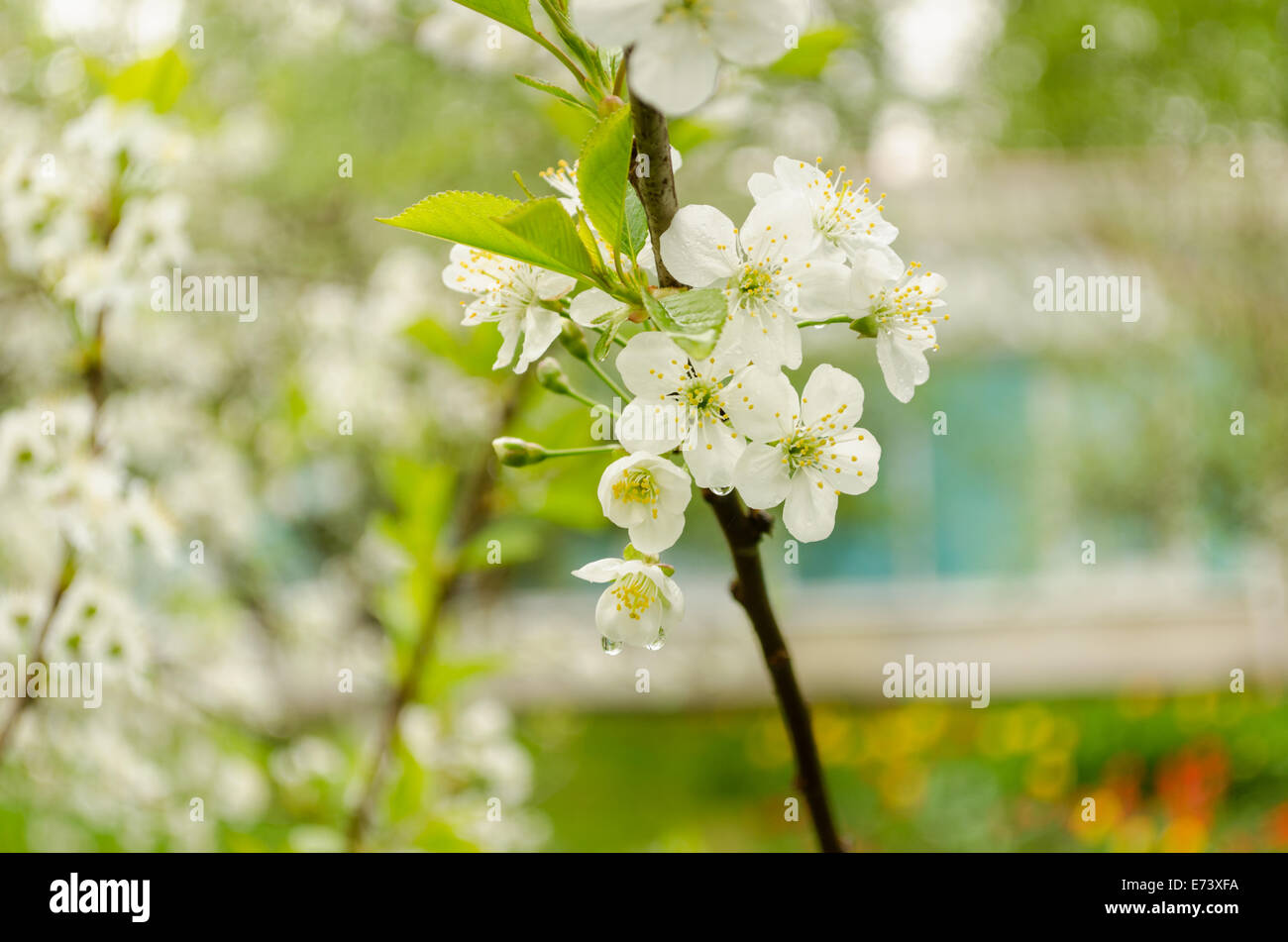 small apple tree branch with small white flowers and leaves with drops of rain Stock Photo