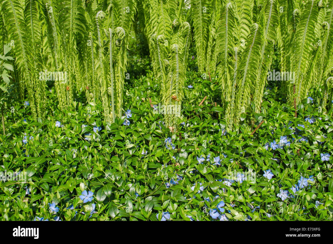 Small flowers hi-res stock photography and images - Alamy