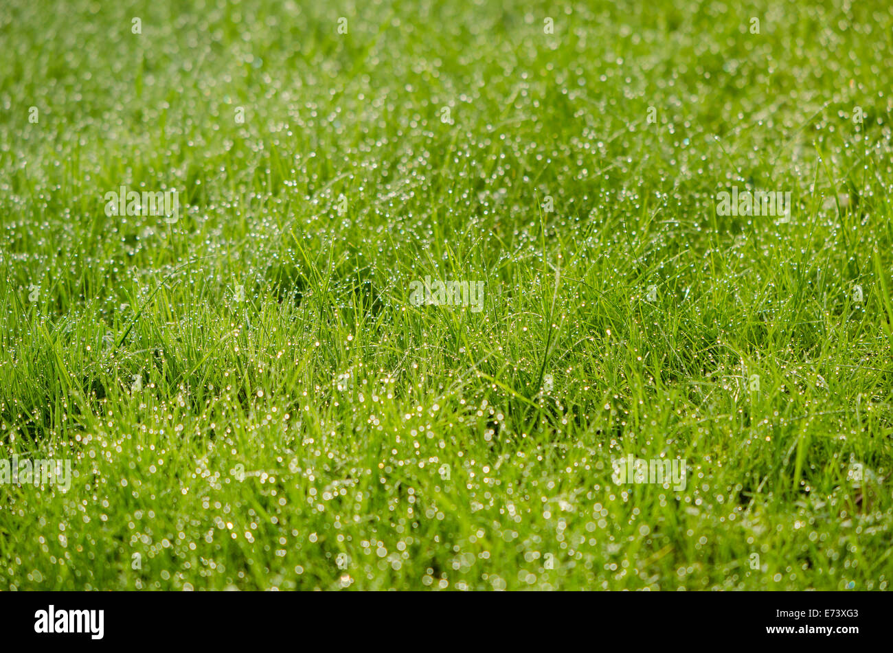 close up of green grass yard with many small dew drops in the early morning Stock Photo