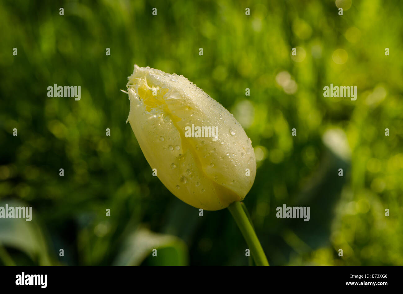 Early morning dew water drops on yellow decorative tulip flower bud bloom in spring garden. Birds sing. Stock Photo
