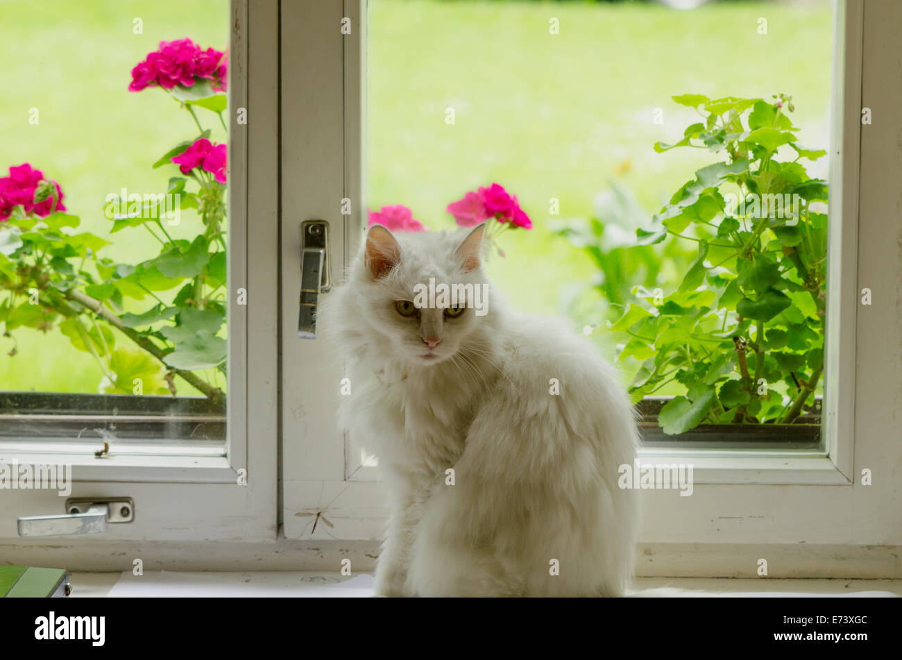 White old fluffy cat pet sit on sill in front of window and flowers on other side. Stock Photo