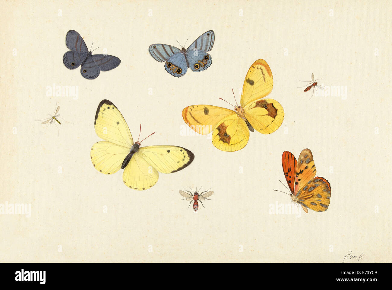 Five butterflies, a wasp and two mosquitoes - by Pieter Withoos, 1664 - 1693 Stock Photo