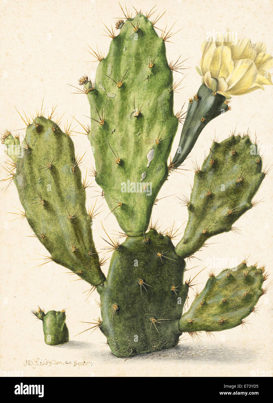 Flowering prickly pear cactus - by Herman Saftleven, 1683 Stock Photo