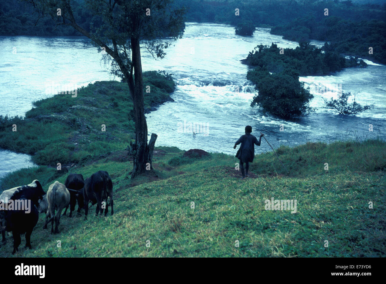 Source of the White Nile near Jinja, Uganda with boy and cattle: 1965 Stock Photo