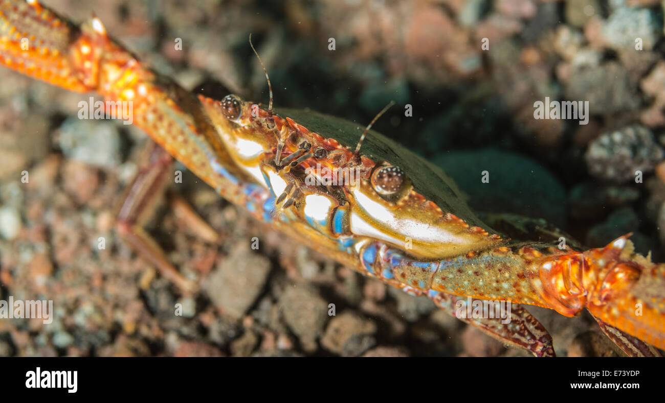 Crab hiding and defending its territory with clawsoutstretched Stock Photo
